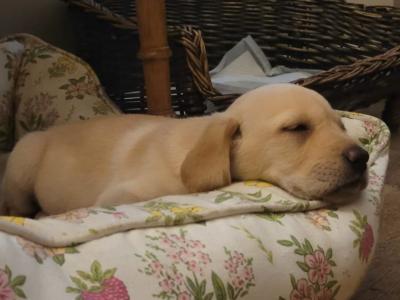 Excellent Labrador puppies in Cavan