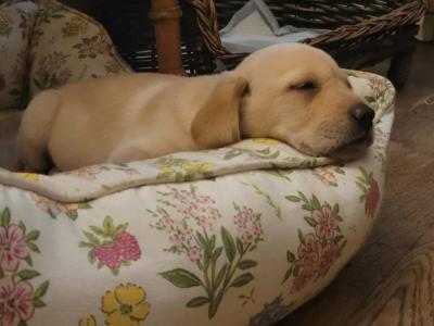 Excellent Labrador puppies in Cavan