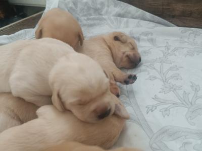 Excellent Labrador puppies in Cavan
