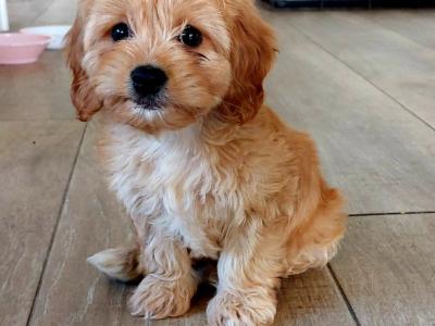 Introducing Rusty the Miniature Cavapoo: Your perfect stud dog!!