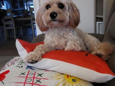 Introducing Rusty the Miniature Cavapoo: Your perfect stud dog!!