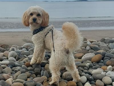 Introducing Rusty the Miniature Cavapoo: Your perfect stud dog!!