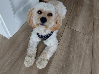 Introducing Rusty the Miniature Cavapoo: Your perfect stud dog!!