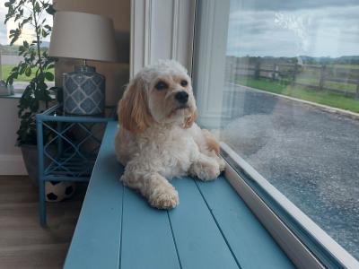 Introducing Rusty the Miniature Cavapoo: Your perfect stud dog!!