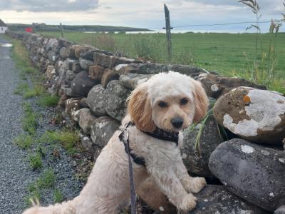 Introducing Rusty the Miniature Cavapoo: Your perfect stud dog!!