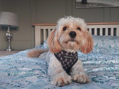 Introducing Rusty the Miniature Cavapoo: Your perfect stud dog!!