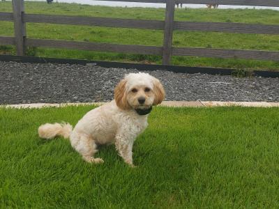 Introducing Rusty the Miniature Cavapoo: Your perfect stud dog!!