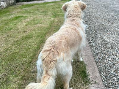 Adult Golden Retriever