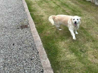 Adult Golden Retriever