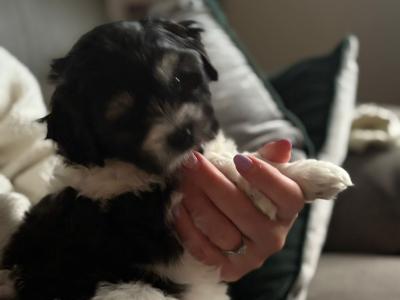 ️ Shih Tzu x Bichon Frise female puppy 🥰