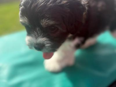 ️ Shih Tzu x Bichon Frise female puppy 🥰