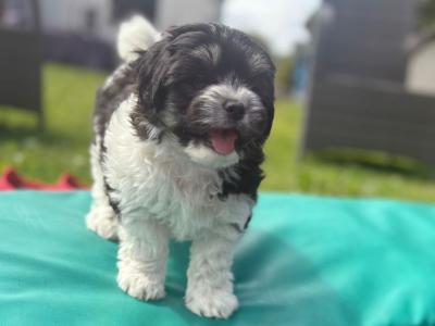 ️ Female Shih Tzu x Bichon Frise puppy 🥰 in Carlow