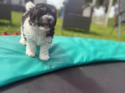 ️ Shih Tzu x Bichon Frise female puppy 🥰