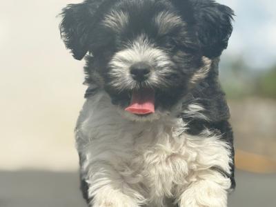 ️ Shih Tzu x Bichon Frise female puppy 🥰