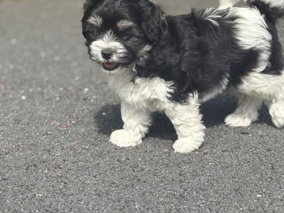️ Shih Tzu x Bichon Frise female puppy 🥰