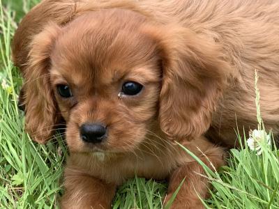 🐶Ruby Cavilear King Charles Puppies🐶