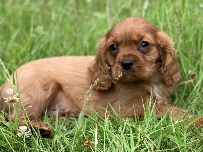 🐶Ruby Cavilear King Charles Puppies🐶