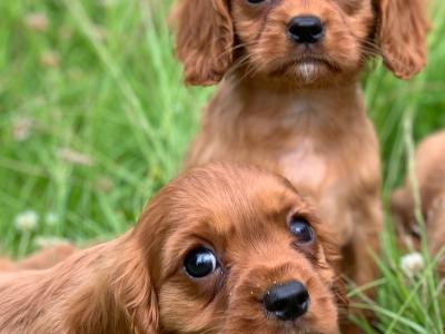 🐶Ruby Cavilear King Charles Puppies🐶