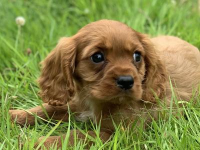 🐶Ruby Cavilear King Charles Puppies🐶