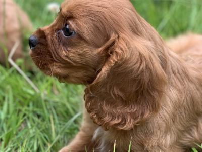 🐶Ruby Cavilear King Charles Puppies🐶