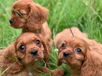 🐶Ruby Cavilear King Charles Puppies🐶