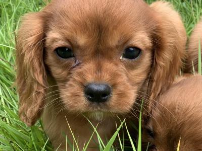 🐶Ruby Cavilear King Charles Puppies🐶