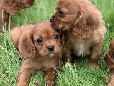 🐶Ruby Cavilear King Charles Puppies🐶
