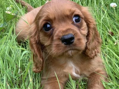 🐶Ruby Cavilear King Charles Puppies🐶