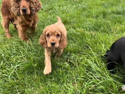 Cocker Spaniel pups