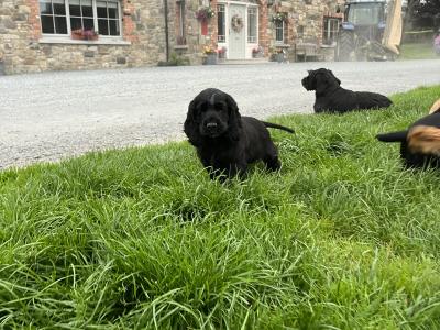 Cocker Spaniel pups