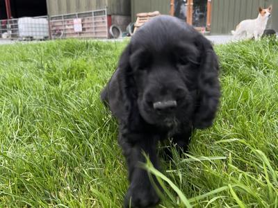 Cocker Spaniel pups