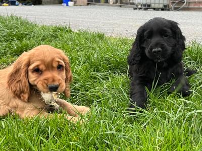 Cocker Spaniel puppies in Cavan