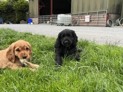 Cocker Spaniel pups