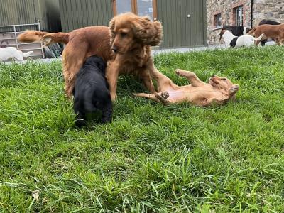 Cocker Spaniel pups