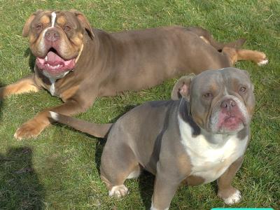 Last Chocolate tri female!!! Old English Bulldog puppies in Limerick