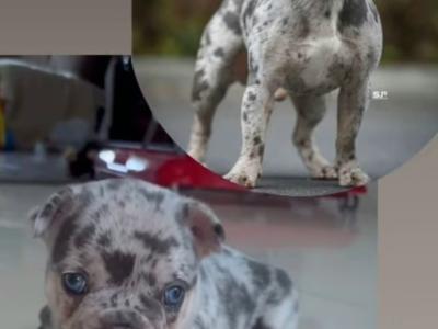 Male Ghost Merle Light Blue Eyes & Lilac female French Bulldog puppies in Dublin
