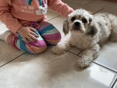 Teddy Bear (Bichon Frise x Shih Tzu) puppies in Cavan