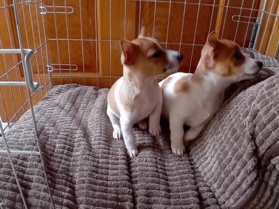 Beautiful miniature Jack Russell puppies in Carlow