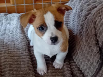 Beautiful miniature Jack Russell puppies