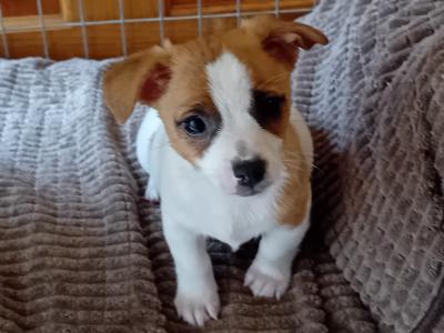 Beautiful miniature Jack Russell puppies in Carlow