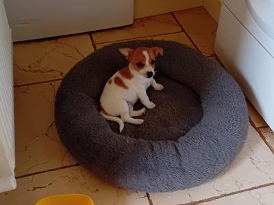Beautiful miniature Jack Russell puppies in Carlow