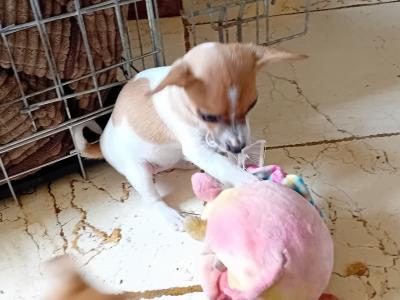 Beautiful miniature Jack Russell puppies in Carlow