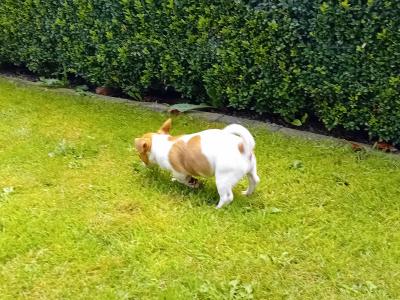 Beautiful miniature Jack Russell puppies in Carlow