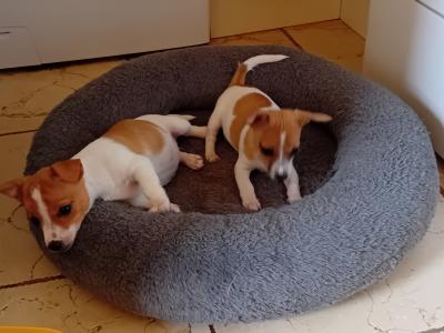Beautiful miniature Jack Russell puppies in Carlow