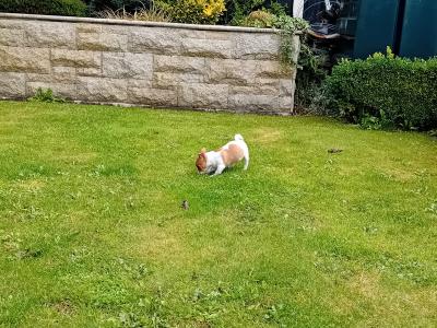 Beautiful miniature Jack Russell puppies in Carlow