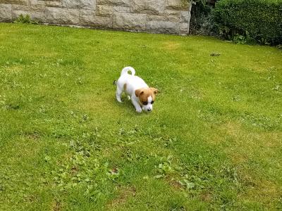 Beautiful miniature Jack Russell puppies in Carlow