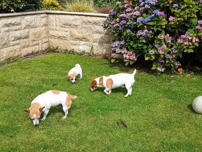 Beautiful miniature Jack Russell puppies in Carlow