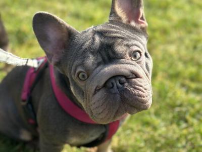 Female big rope French Bulldog puppy 3 months old in Dublin