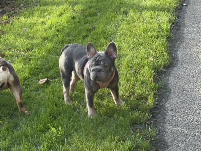 Female big rope French Bulldog puppy 3 months old in Dublin
