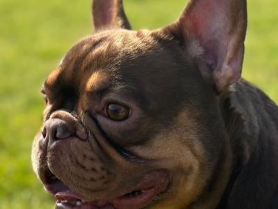 Female big rope French Bulldog puppy 3 months old in Dublin